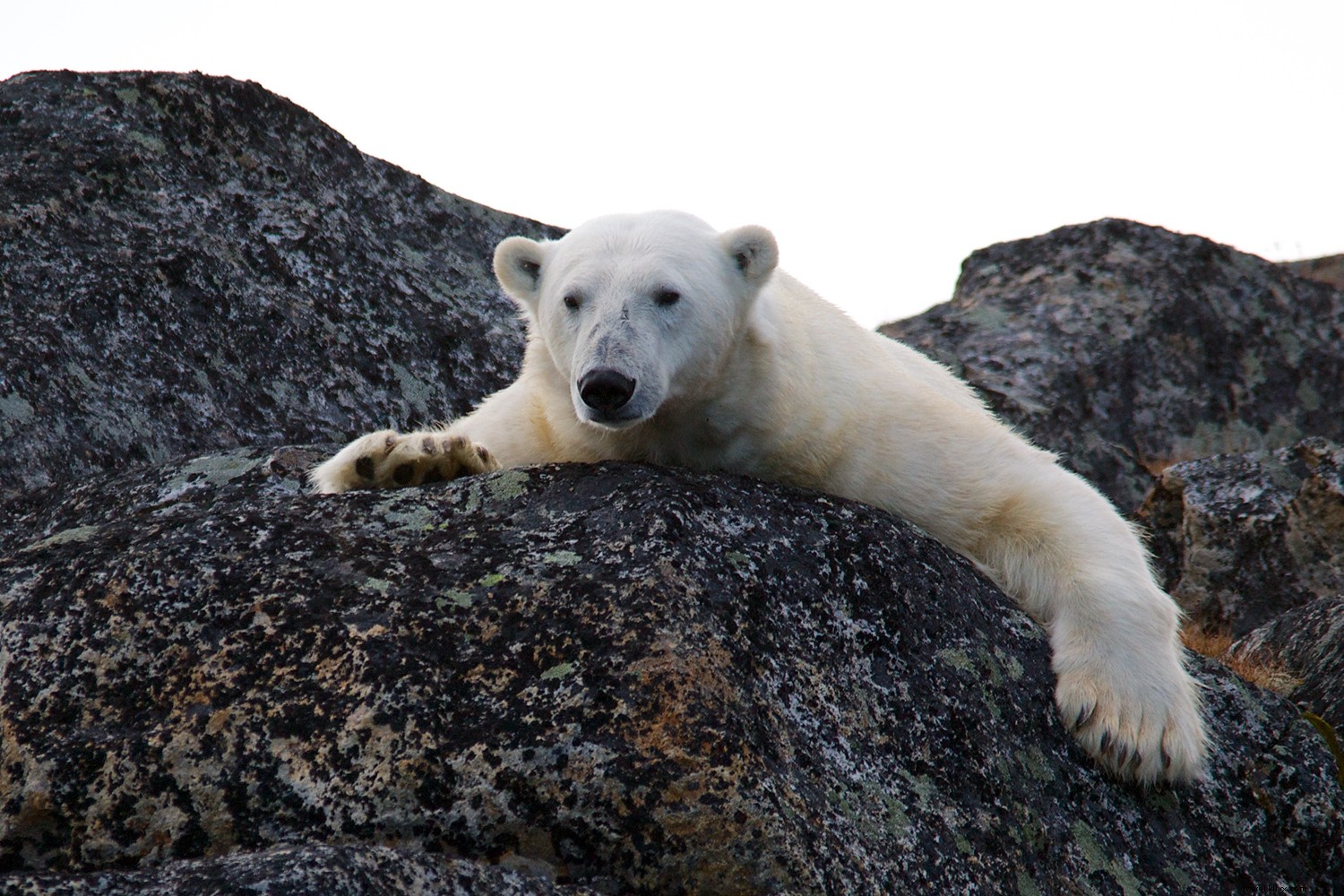 Enter Atlas Ocean Voyages $250,000 Luxe-Adventure Sweepstakes: Win a Bucket-List Cruise